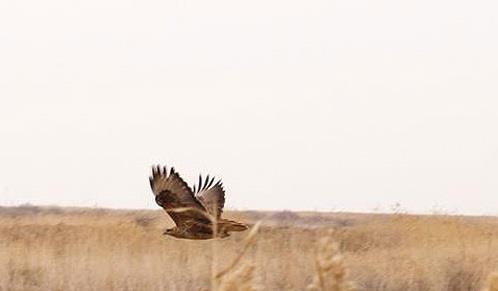 منطقه حفاظت شده كویر-qXFdUZoA3q