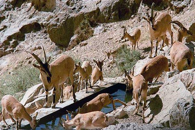 منطقه شكارممنوع شیركوه تفت-qfpRxkyh3R