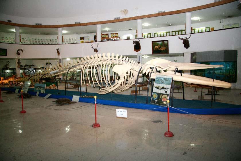 موزه تاریخ طبیعی و تكنولوژی شیراز-qq33fST0Qp