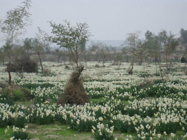 روستای باغدشت كازرون-qzxEfBWoF1