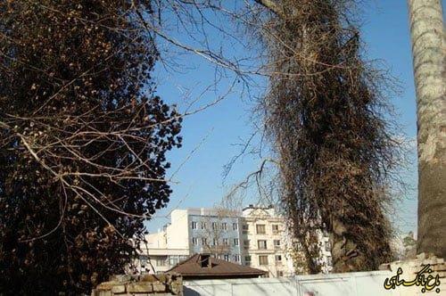 خانه باغ كیانیان تهران-r6ZKQxwRjZ