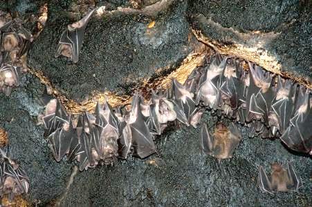 غار خفاش-rCMnKlMLb1