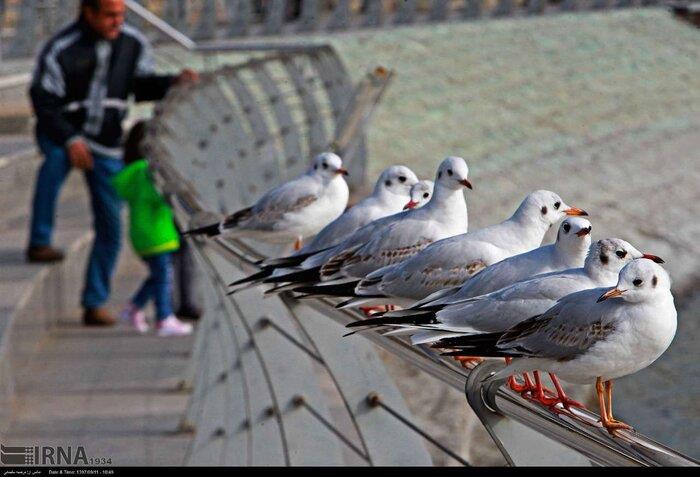 پرنده نگری موقعیت ویژه برای توسعه گردشگری-rCOao9adQm