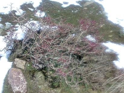 روستای وراینه-raGAfDHnee