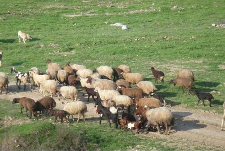 روستای كفشگیری-rn1Th7o6oj