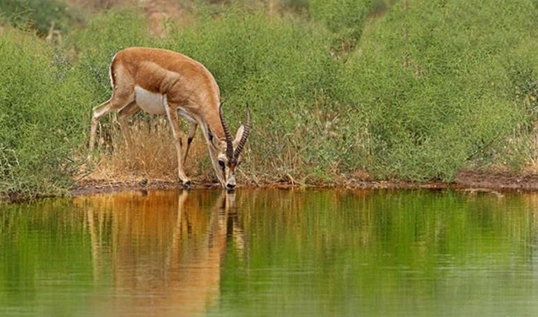 پناهگاه حیات وحش شیر احمد سبزوار استان خراسان رضوی, سبزوار-s0Kgc63yi3