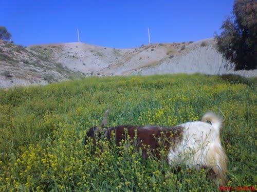 بابا منیر-sCbXY6KaNY