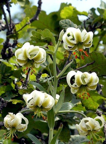 تصاویری زیبا از سوسن چلچراغ-saL0j8p1Y5