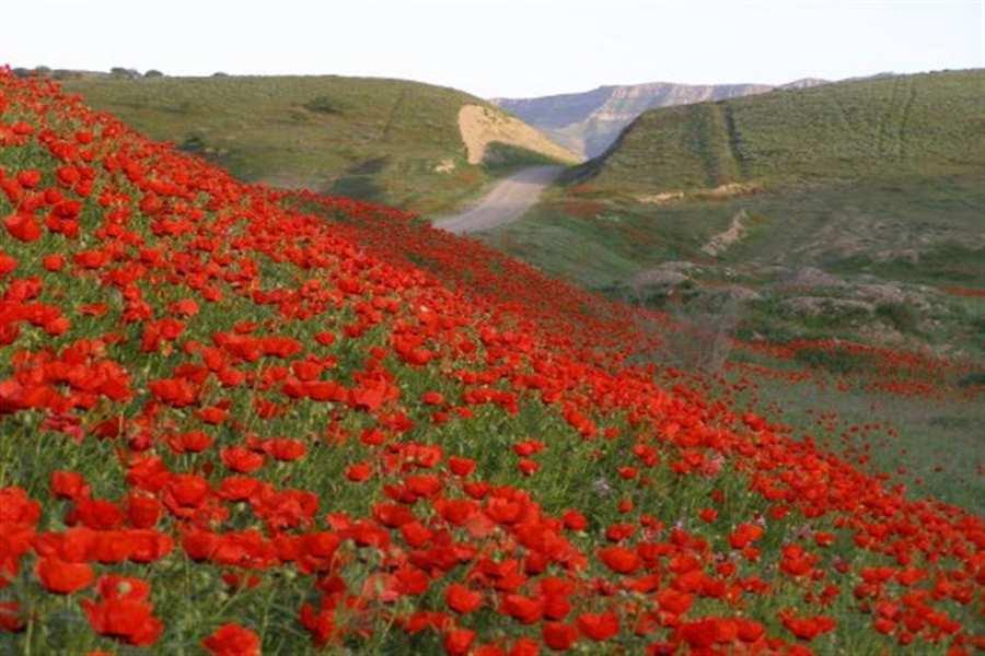روستای چهچهه كلات ، بزرگترین قطب تولید پسته-saQ0AEmTqB