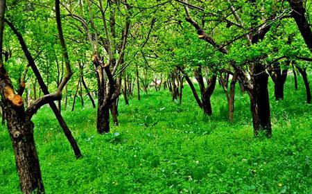دانستنی های مربوط به تور مشهد-shZ6SO9AXD