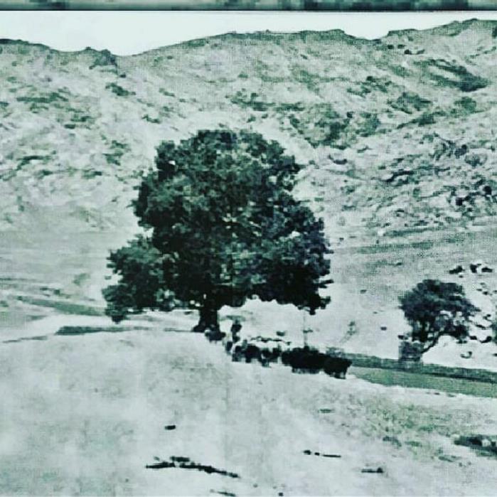 درخت رحمت كرمانشاه-sqknxELvDp