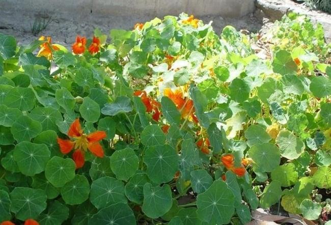 باغ گیاهان دارویی بوعلی سینا همدان-ssoF5zNAaA