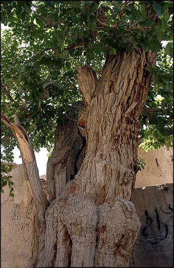 شهر نافچ-tB08qg4R1W