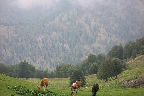 منطقه حفاظت شده گشت رودخان و سیاه مزگی-tBWsGAAVRi
