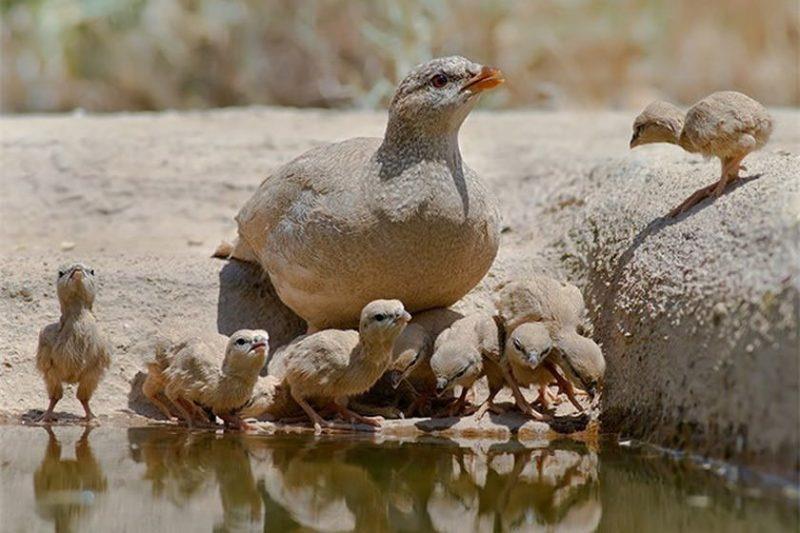 پارك ملی بمو ، طبیعتی حفاظت شده با حیوانات نادر-tEveIgqRfP