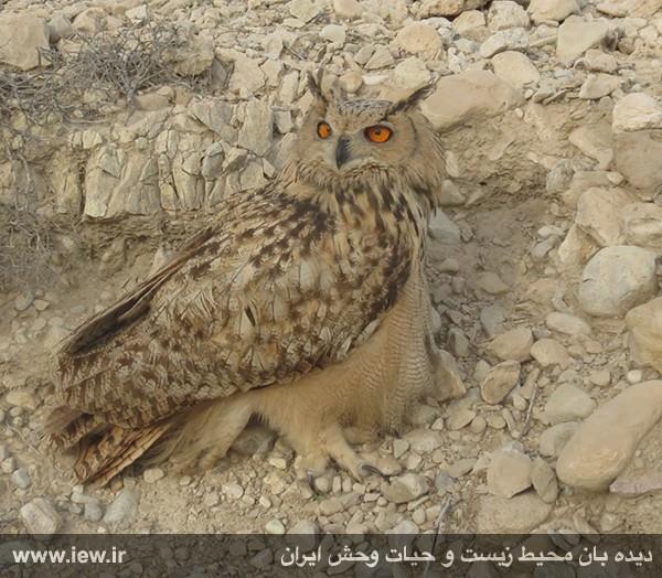 منطقه حفاظت شده گاندو-tbSdPcU05p