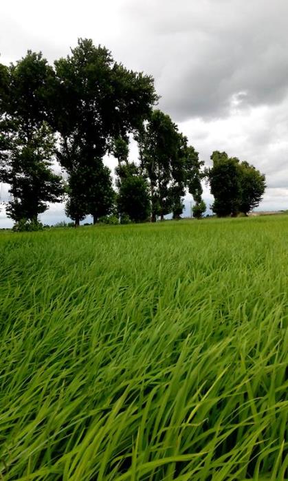 روستای پیرواش سفلی-tfqvDvu5e5