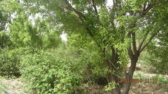 روستای صحراسفید-ttMil3kIgJ