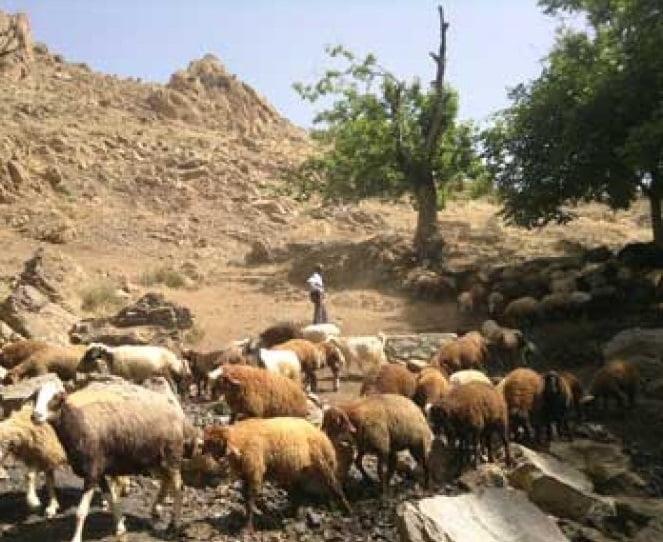 روستای قوهیجان-u8GYcbUhbk