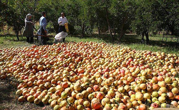 روستای سرخ انبوه گیلان-uNmum5avRv