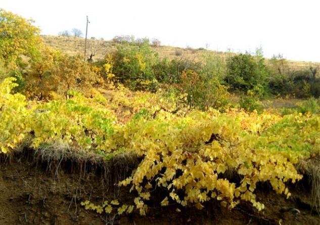 روستای نران-vLU4NLNGYV