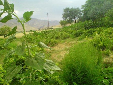 روستای گلویج-vMycVGNejw