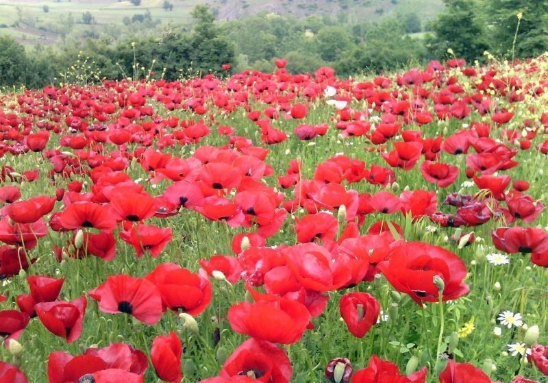 روستای چهارمحل-vZBKGmr7fb