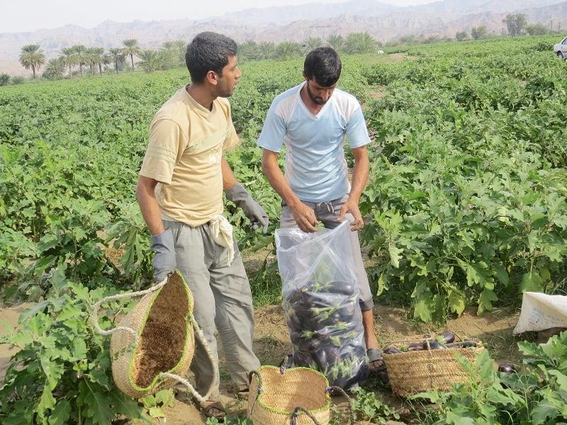 روستای دم شهر میناب-vaDdbraRZY