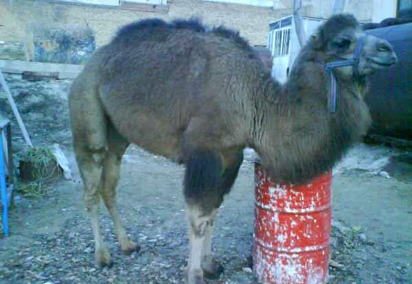 باغ وحش باغلارباغی-vnBjdb0ld3