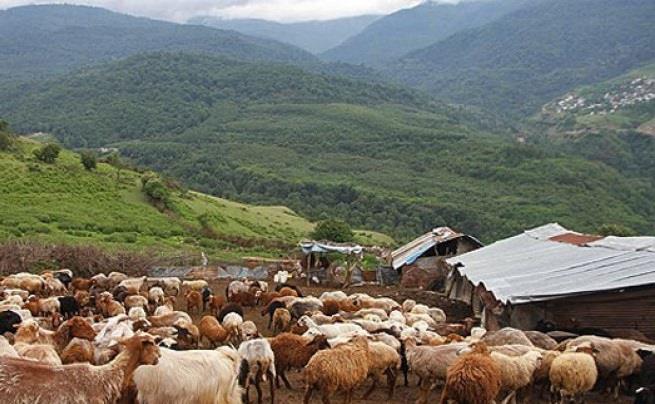 آئین سنتی شیردوشان-w4hHLQqrfY