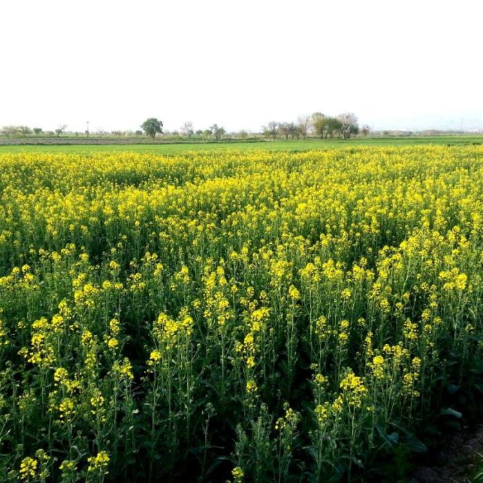 روستای قشلاق آبیك-whq2uUzQIJ