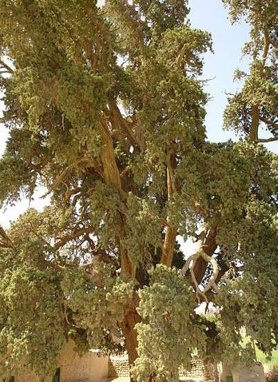 سرو زربین سنگان-wjWlPAAUiu