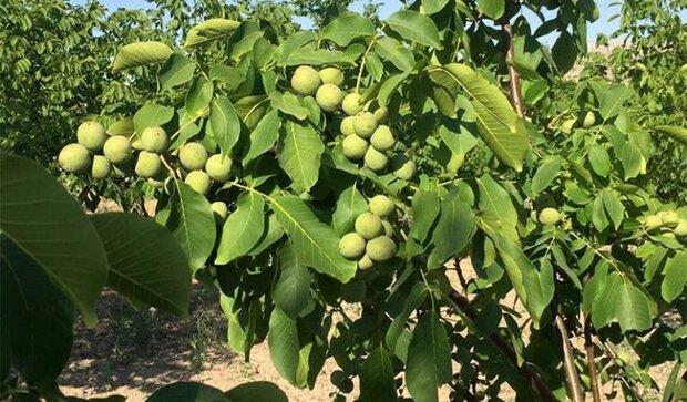 روستاهای خانمیرزا ( معرفی ۱۸ روستای خانمیرزا )-wwvv8QqQJU