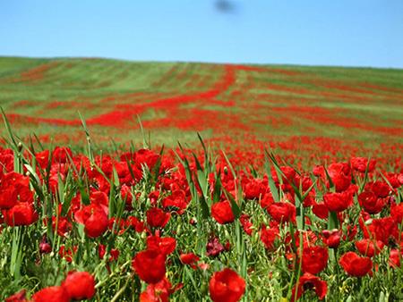 در فصل زیبای پاییز به كجا سفر كنیم؟-xdjrM9Aird