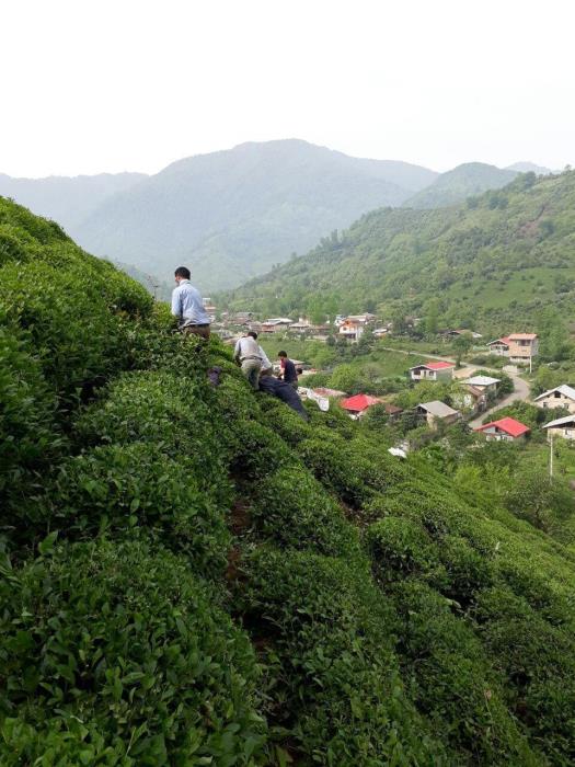 روستای جیرگوابر املش-xoeaqqiCaY