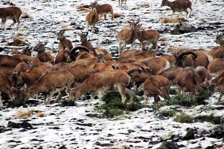 منطقه حفاظت شده ورجین تهران-xthhZUbyzM