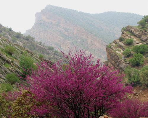 تنگ ارغوان-y2TC4VxsjK