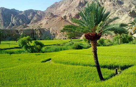 نوروز گردی در طبس-y649RvPOMS