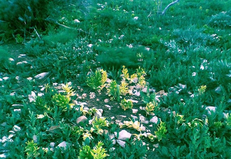 منطقه حفاظت شده سیوك-yDvNSUi08i