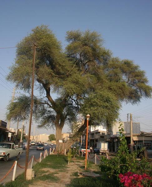 كرت كهنسال بوشهر-yHgoKdqQ4h
