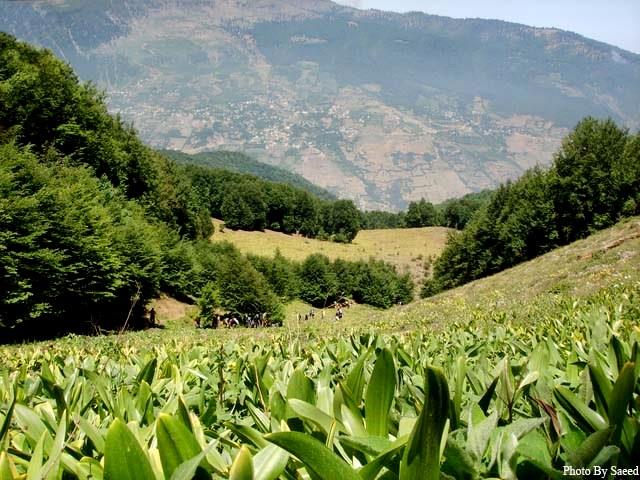 جنگل دوهزار – تنكابن-yQSatLpBlx