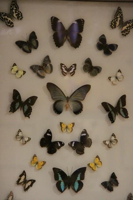 باغ موزه پروانه ها-yZ6P4MfgYG