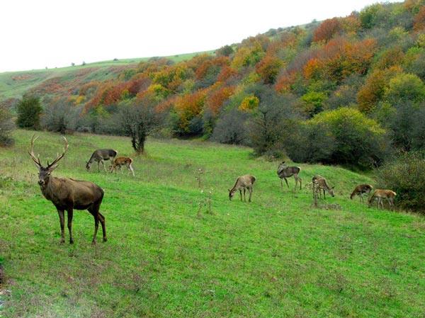 روستاهای نمین ( معرفی ۹۵ روستای نمین )-ycCwXCGNQT