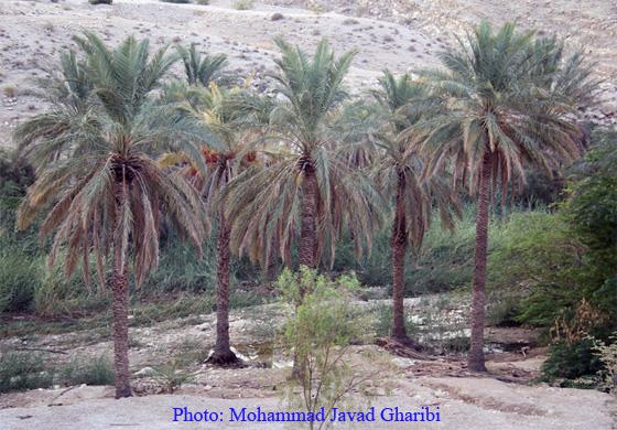 بنگه دشتی خورموج-yjNeP6GvWY