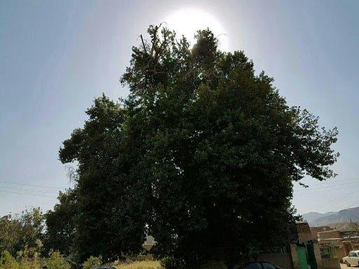 درخت چنار كیذقان با قدمت ۲۵۰۰-yrJrGpg8YN