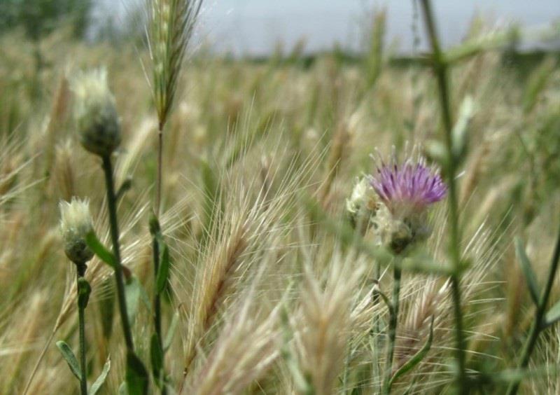 روستای بقمچ-yyQepTMjyj