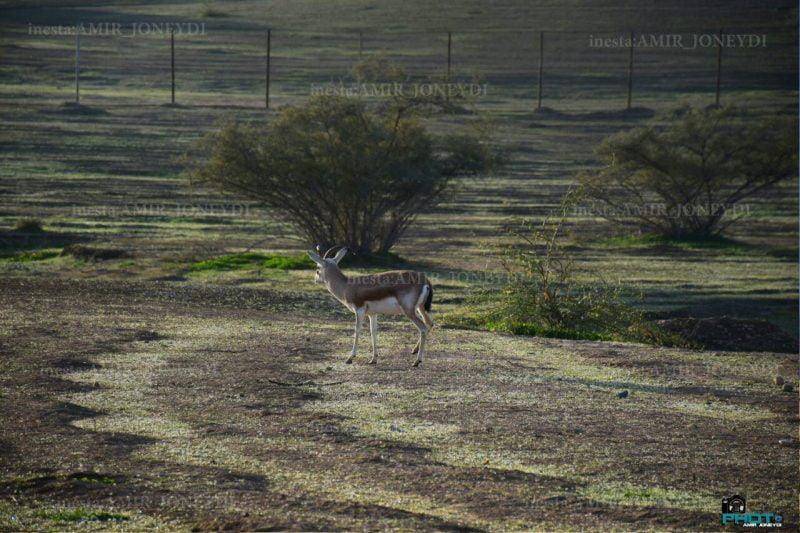 منطقه حفاظت شده دیمه-zNgT3ceUe2