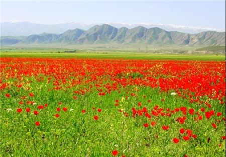 جلوه‌ای از نقش و نگار بهار در طبیعت زیبای تاجیكستان-zhRYdGSoHS